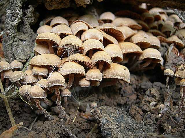 Tubaria conspersa    (Pers.)    Fayod